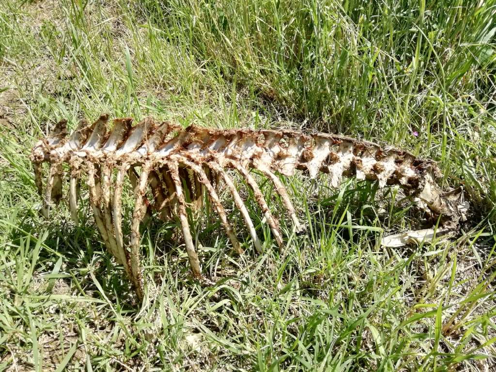 Riconoscimento scheletro